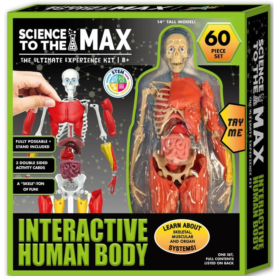 N-Z Hinkler Art & Craft | Science To The Max - Interactive Human Body